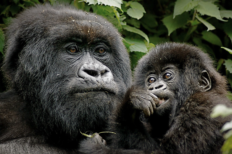 gorilla trekking mistakes