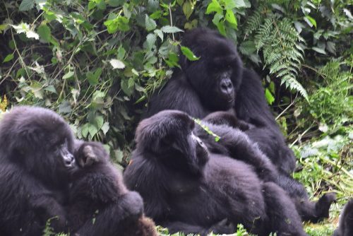 Rwanda Wildlife Holidays