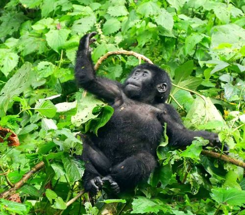 Uganda tourist destination