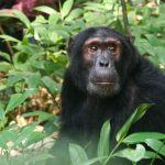 Murchison Falls to Kibale drive time