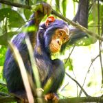 Nyungwe Forest Guide