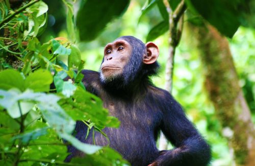 Rwanda expensive destination