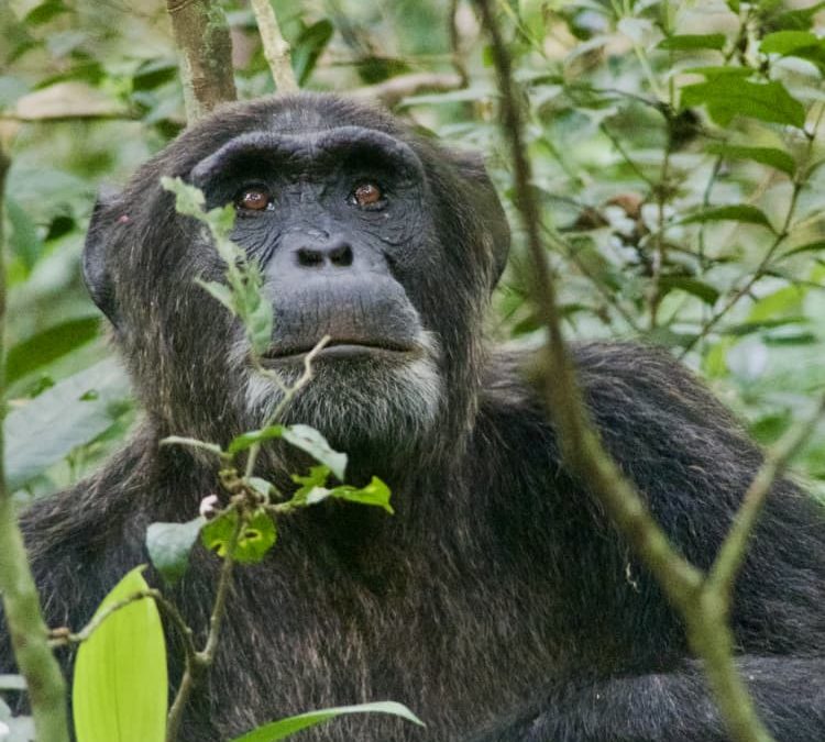 Essential Rwanda Travel Tips