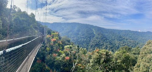 colobus monkey trekking Nyungwe