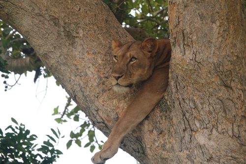 Uganda Travel Guide
