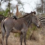 Rwanda safari holiday