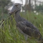 Shoebill Mabamba Swamp Guide