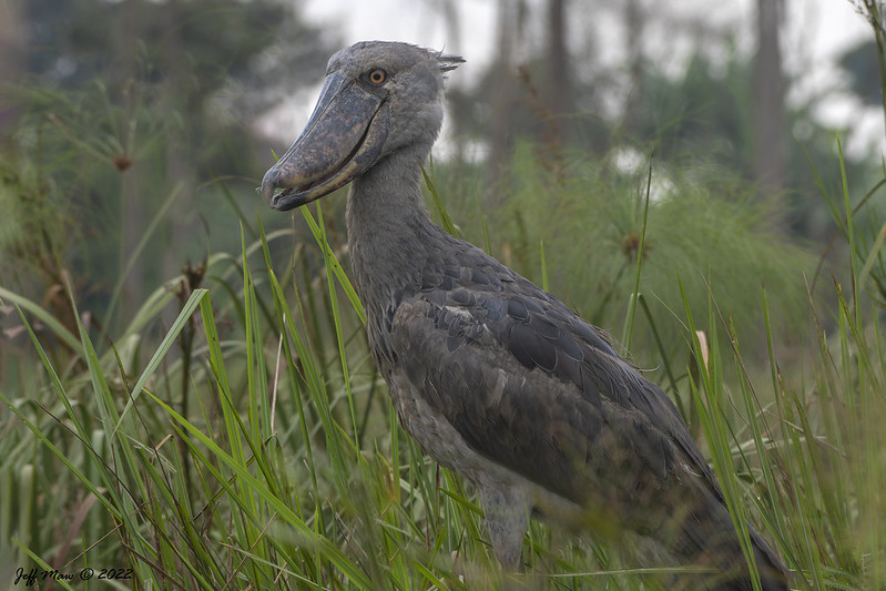 Shoebill Mabamba Swamp Guide