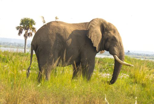 Big 5 safari animals