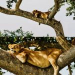 Queen Elizabeth safari