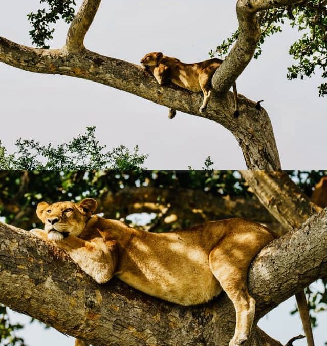 Queen Elizabeth safari