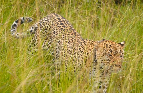 Big 5 safari animals