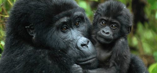 Rwanda expensive destination