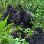 Rwanda attractions