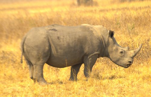 Big 5 safari animals