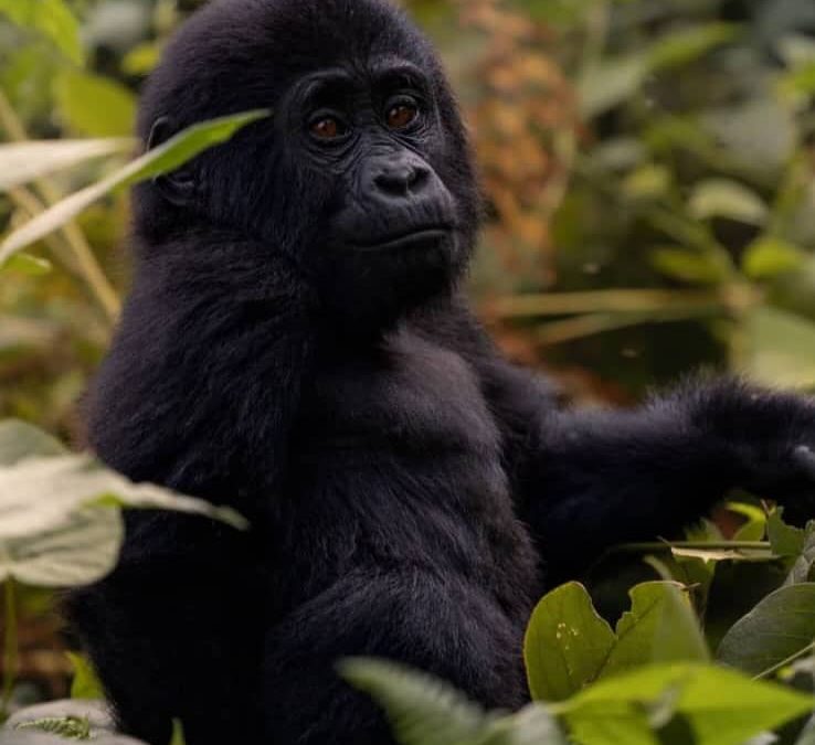 tourist attractions in Western Uganda