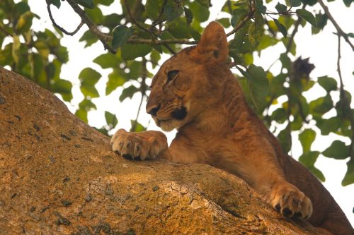 Queen Elizabeth National Park