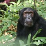 Uganda chimpanzee trekking