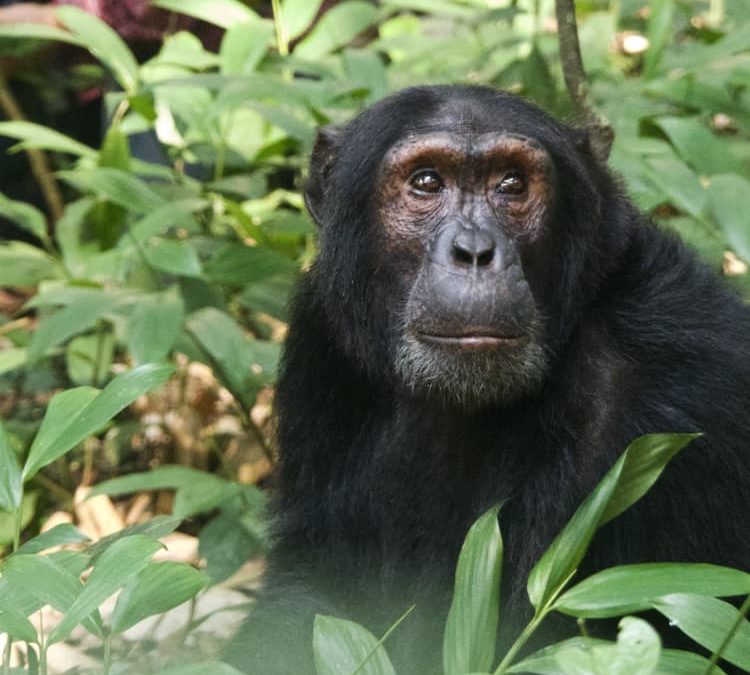 Uganda chimpanzee trekking