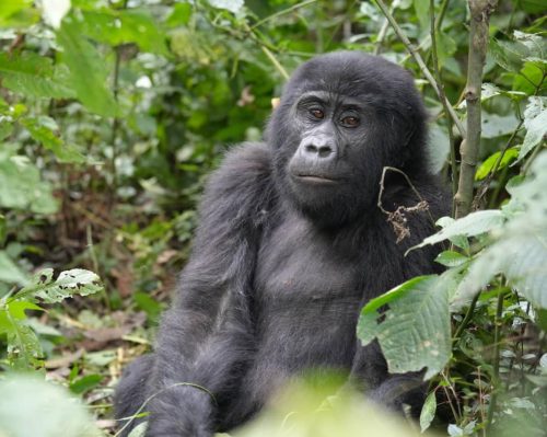 Uganda Rwanda ecotourism