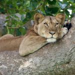 Uganda tours and safaris