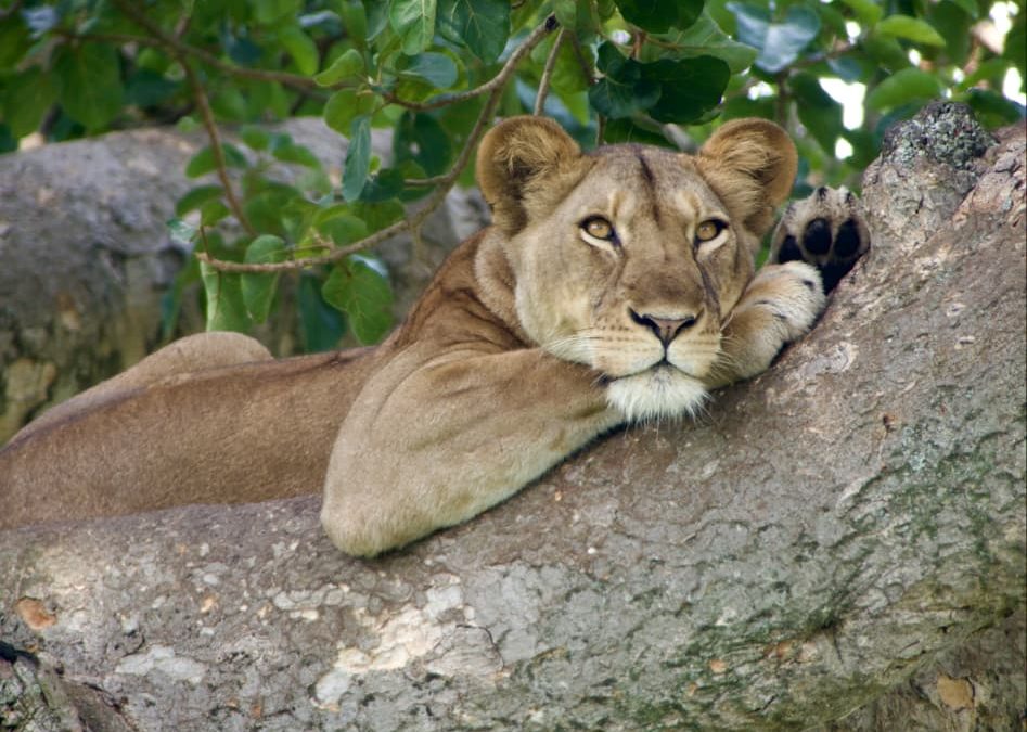 Uganda tours and safaris