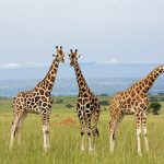 Uganda Travel Guide