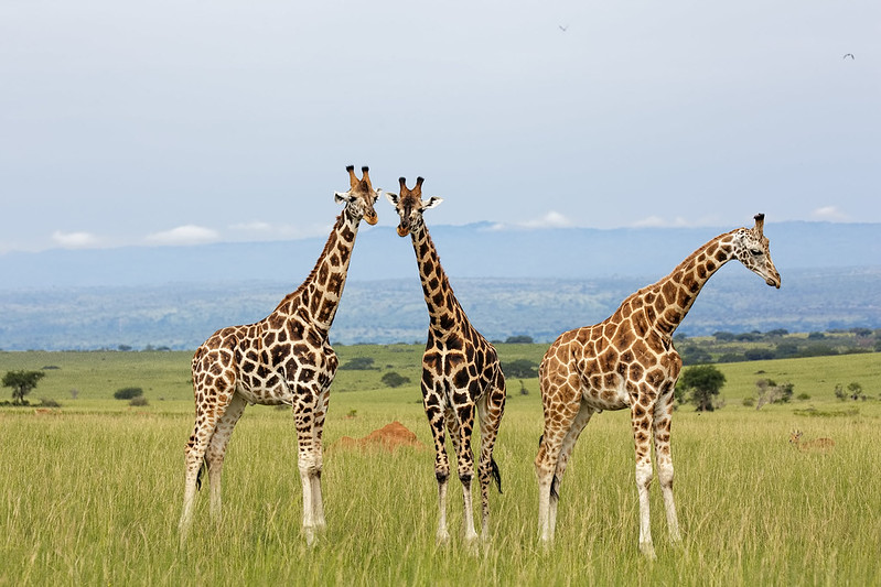 Uganda Travel Guide