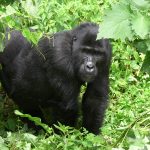 Uganda vs Rwanda Gorilla Trekking