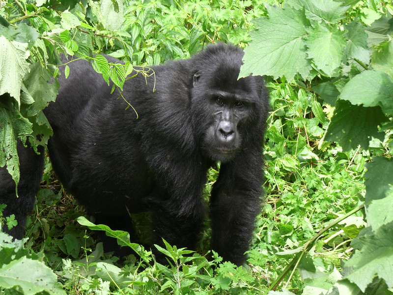 Uganda vs Rwanda Gorilla Trekking
