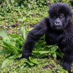Safari Destinations Rwanda