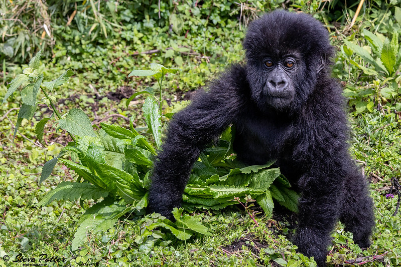 Safari Destinations Rwanda