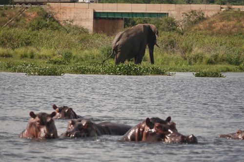 distance from entebbe international airport to queen elizabeth national park