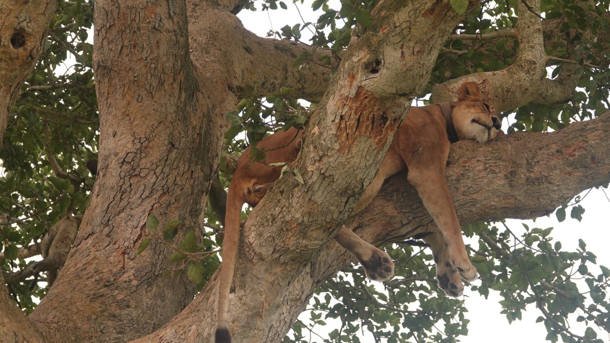 distance from entebbe international airport to queen elizabeth national park