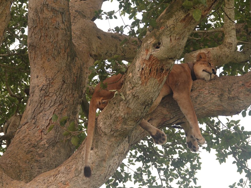 distance from entebbe international airport to queen elizabeth national park