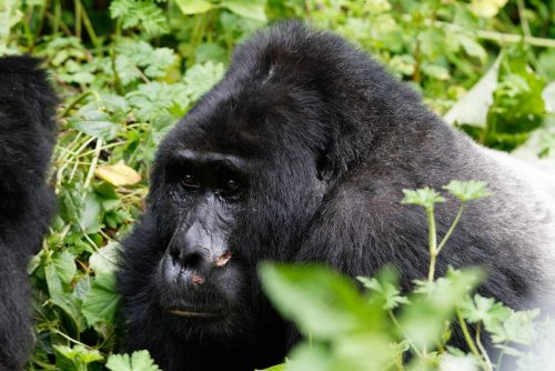 Entebbe to Bwindi distance