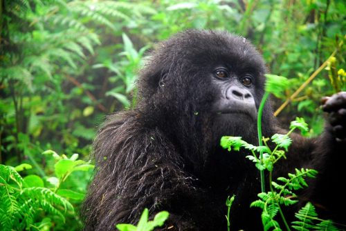 Uganda vs Rwanda Gorilla Trekking