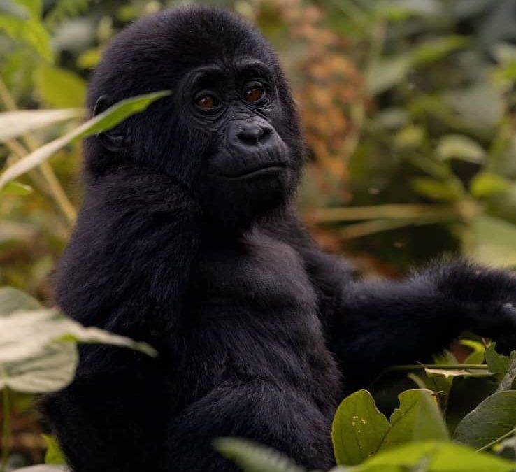 gorilla trekking in Africa