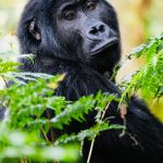 African safari destination