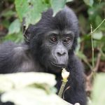 which border can I use from Kigali to Bwindi