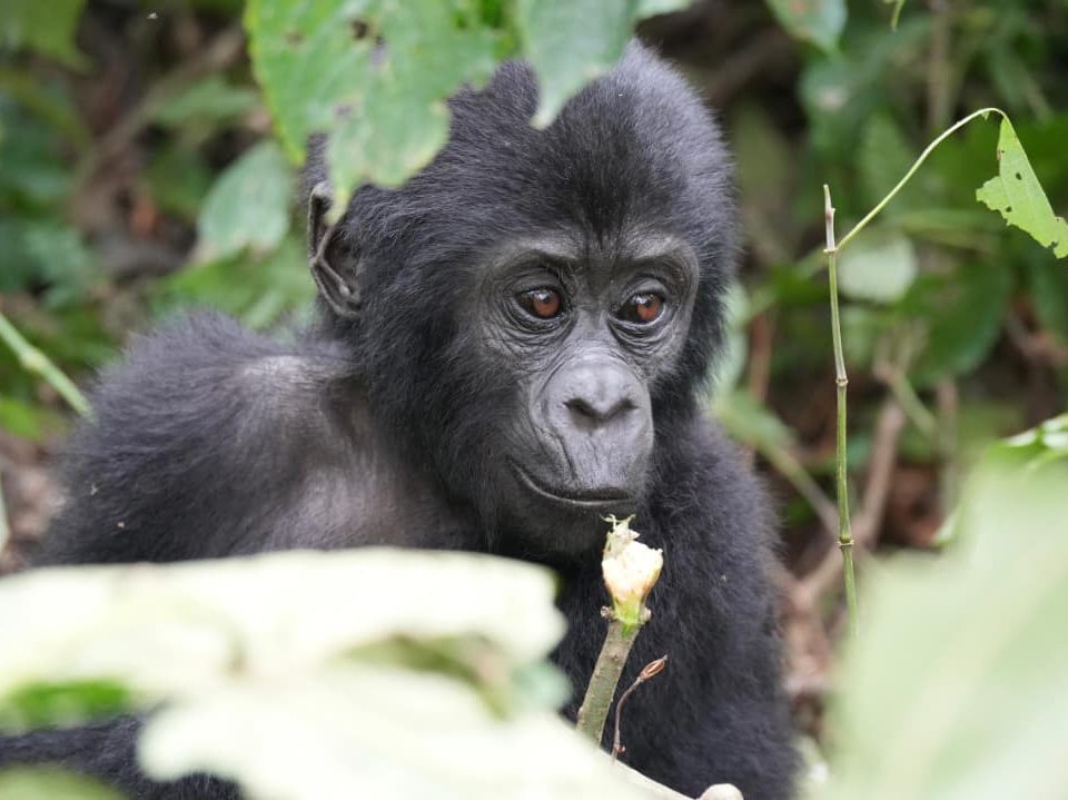which border can I use from Kigali to Bwindi
