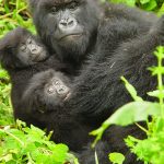 mountain gorillas East Africa