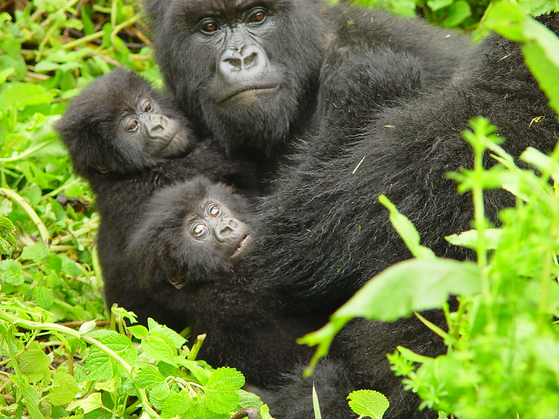 mountain gorillas East Africa