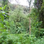 Bwindi Impenetrable Forest