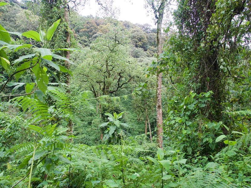 Bwindi Impenetrable Forest