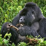 Rwanda expensive destination