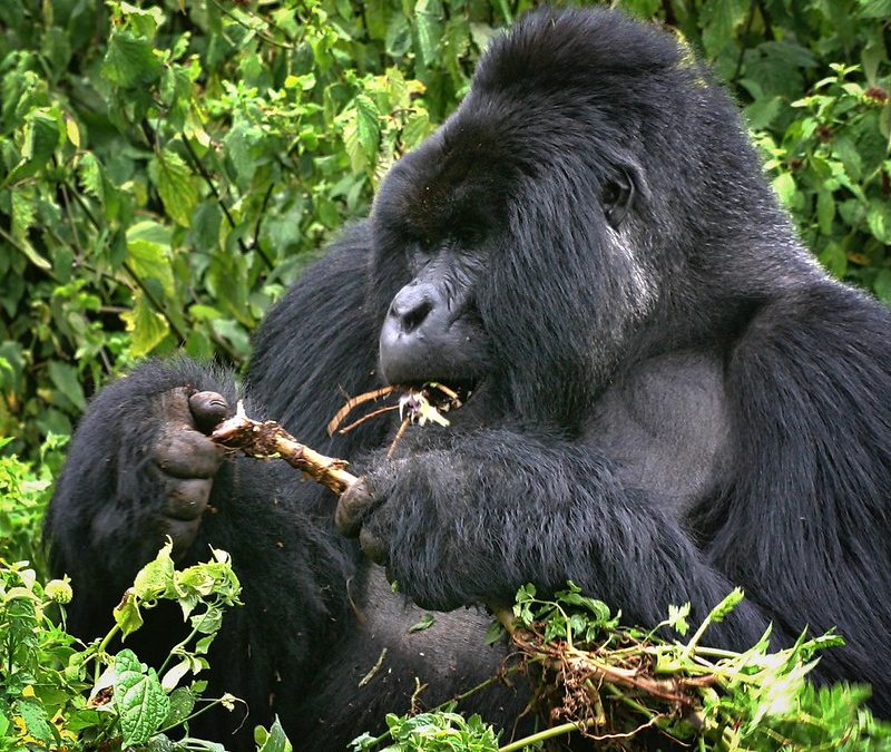 Rwanda expensive destination