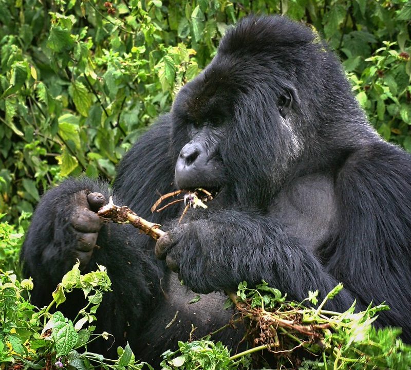 Rwanda expensive destination