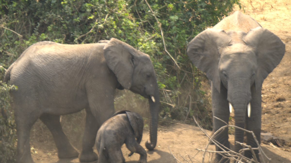 Queen Elizabeth National Park