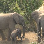 Queen Elizabeth National Park